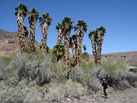 Death Valley - Ibex Spring