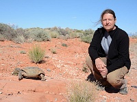 Valley of Fire - wild turtoise