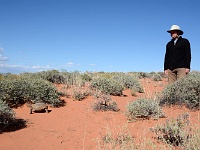 Valley of Fire - wild turtoise