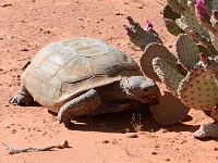 Valley of Fire - wild turtoise