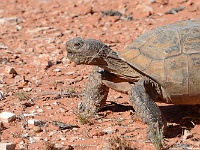Valley of Fire - wild turtoise