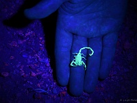 Scorpion