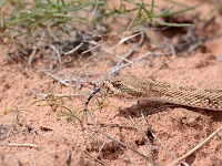 Rattlesnake