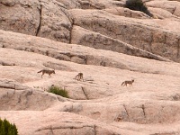 1000 Pockets - Wild Coyotes