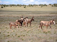 Wild Burros