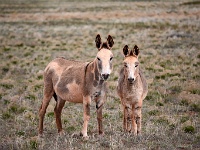 Wild Burros
