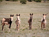 Wild Burros